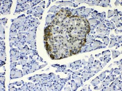 Invitrogen COPE Polyclonal Antibody 100 &mu;g | Buy Online | Invitrogen&trade; | Fisher Scientific
