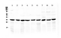 Invitrogen COPE Polyclonal Antibody 100 &mu;g | Buy Online | Invitrogen&trade; | Fisher Scientific