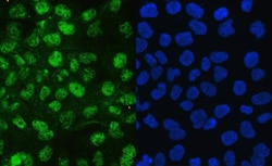 Invitrogen JAB1 Polyclonal Antibody 100 &mu;g; Unconjugated:Antibodies,