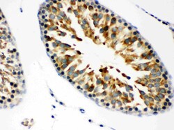 Invitrogen JAB1 Polyclonal Antibody 100 &mu;g; Unconjugated:Antibodies,