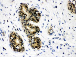 Invitrogen JAB1 Polyclonal Antibody 100 &mu;g; Unconjugated:Antibodies,
