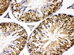 Invitrogen JAB1 Polyclonal Antibody 100 &mu;g; Unconjugated:Antibodies,
