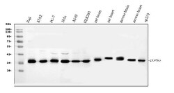 Invitrogen JAB1 Polyclonal Antibody 100 &mu;g; Unconjugated:Antibodies,