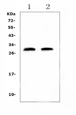 Invitrogen CRP Polyclonal Antibody 100 &mu;g; Unconjugated:Antibodies,