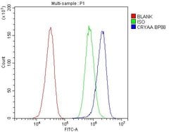 Alpha A Crystallin Polyclonal Antibody:Antibodies, Polyclonal
