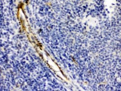 Alpha A Crystallin Polyclonal Antibody:Antibodies, Polyclonal