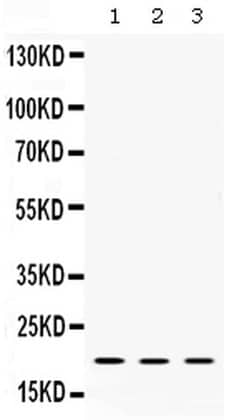 Alpha A Crystallin Polyclonal Antibody:Antibodies, Polyclonal