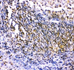Invitrogen CSK Polyclonal Antibody 100 &mu;g; Unconjugated:Antibodies,