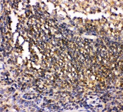 Invitrogen CSK Polyclonal Antibody 100 &mu;g; Unconjugated:Antibodies,