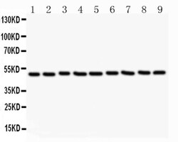 Invitrogen CSK Polyclonal Antibody 100 &mu;g; Unconjugated:Antibodies,