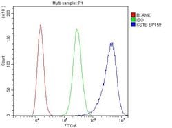 Invitrogen Cystatin B Polyclonal Antibody 100 &mu;g; Unconjugated:Antibodies,