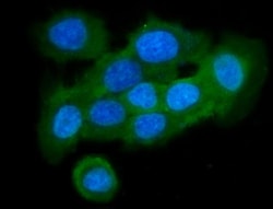 Invitrogen Cystatin B Polyclonal Antibody 100 &mu;g; Unconjugated:Antibodies,