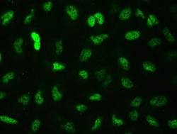 Invitrogen CtBP2 Polyclonal Antibody 100 &mu;g; Unconjugated:Antibodies,