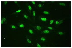 Invitrogen CtBP2 Polyclonal Antibody 100 &mu;g; Unconjugated:Antibodies,
