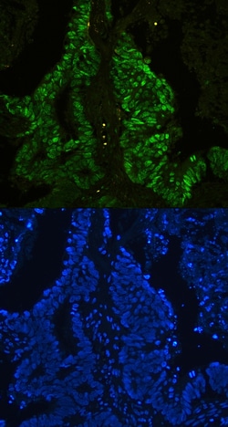 Invitrogen CtBP2 Polyclonal Antibody 100 &mu;g; Unconjugated:Antibodies,