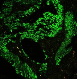 Invitrogen CtBP2 Polyclonal Antibody 100 &mu;g; Unconjugated:Antibodies,