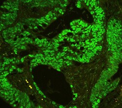 Invitrogen CtBP2 Polyclonal Antibody 100 &mu;g; Unconjugated:Antibodies,