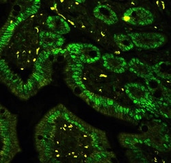 Invitrogen CtBP2 Polyclonal Antibody 100 &mu;g; Unconjugated:Antibodies,