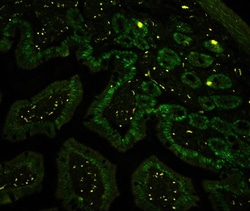 Invitrogen CtBP2 Polyclonal Antibody 100 &mu;g; Unconjugated:Antibodies,