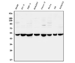 Invitrogen CtBP2 Polyclonal Antibody 100 &mu;g; Unconjugated:Antibodies,