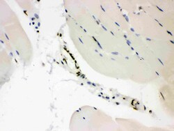Invitrogen CtBP2 Polyclonal Antibody 100 &mu;g; Unconjugated:Antibodies,
