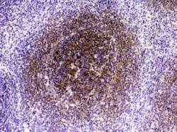 Invitrogen CTLA-4 (CD152) Polyclonal Antibody 100 μg; Unconjugated:Antibodies,