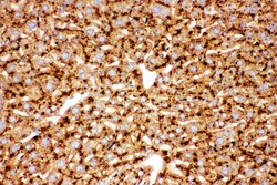 Invitrogen Cathepsin D Polyclonal Antibody 100 &mu;g; Unconjugated:Antibodies,