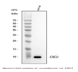 CXCL1 (GRO alpha) Polyclonal Antibody:Antibodies, Polyclonal