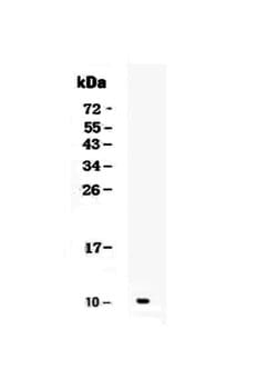 CXCL1 (GRO alpha) Polyclonal Antibody:Antibodies, Polyclonal