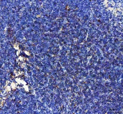 Invitrogen CXCL10 Polyclonal Antibody 100 &mu;g; Unconjugated:Antibodies,