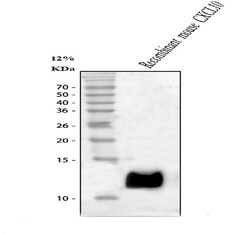 Invitrogen CXCL10 Polyclonal Antibody 100 &mu;g; Unconjugated:Antibodies,