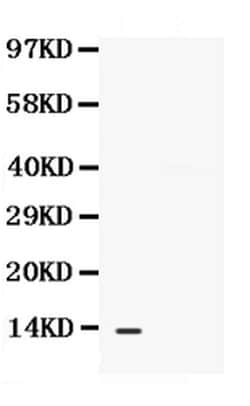 Invitrogen CXCL13 Polyclonal Antibody 100 &mu;g; Unconjugated:Antibodies,