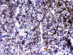 Invitrogen CXCL13 Polyclonal Antibody 100 &mu;g; Unconjugated:Antibodies,
