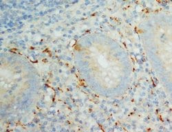 Invitrogen IL-8 (CXCL8) Polyclonal Antibody 100 &mu;g; Unconjugated:Antibodies,
