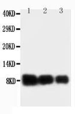 Invitrogen IL-8 (CXCL8) Polyclonal Antibody 100 &mu;g; Unconjugated:Antibodies,