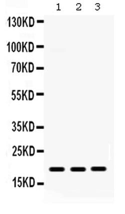 CXCL9 (MIG) Polyclonal Antibody:Antibodies, Polyclonal