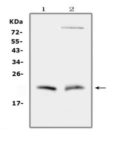 Invitrogen Cytoglobin Polyclonal Antibody 100 &mu;g; Unconjugated:Antibodies,