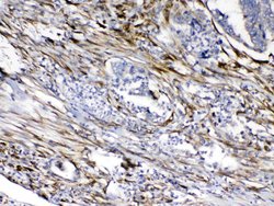 Invitrogen Cytoglobin Polyclonal Antibody 100 &mu;g; Unconjugated:Antibodies,
