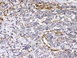 Invitrogen Cytoglobin Polyclonal Antibody 100 &mu;g; Unconjugated:Antibodies,