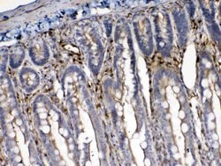 Invitrogen Cytoglobin Polyclonal Antibody 100 &mu;g; Unconjugated:Antibodies,