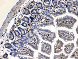 Invitrogen Cytoglobin Polyclonal Antibody 100 &mu;g; Unconjugated:Antibodies,