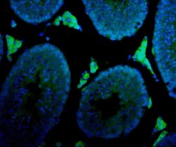 Invitrogen CYP17A1 Polyclonal Antibody 100 &mu;g; Unconjugated:Antibodies,