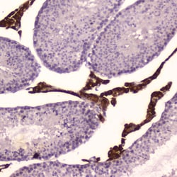 Invitrogen CYP17A1 Polyclonal Antibody 100 &mu;g; Unconjugated:Antibodies,