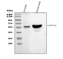 Invitrogen CYP17A1 Polyclonal Antibody 100 &mu;g; Unconjugated:Antibodies,