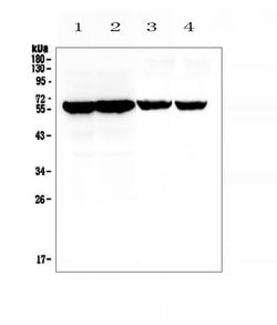 Invitrogen CYP17A1 Polyclonal Antibody 100 &mu;g; Unconjugated:Antibodies,