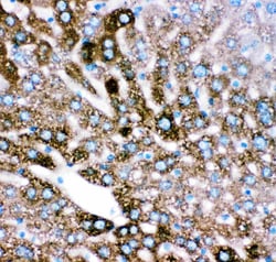 Invitrogen CYP2E1 Polyclonal Antibody 100 &mu;g; Unconjugated:Antibodies,
