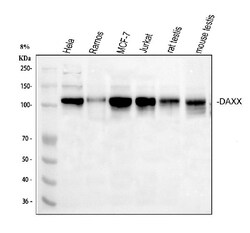 Invitrogen DAXX Polyclonal Antibody 100 &mu;g | Buy Online | Invitrogen&trade; | Fisher Scientific