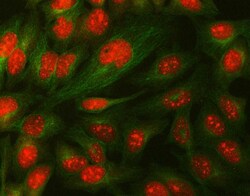 Invitrogen DAXX Polyclonal Antibody 100 &mu;g | Buy Online | Invitrogen&trade; | Fisher Scientific