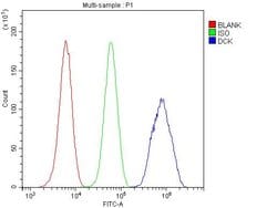 Invitrogen DCK Polyclonal Antibody 100 &mu;g; Unconjugated:Antibodies,