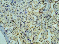 Invitrogen DCK Polyclonal Antibody 100 &mu;g; Unconjugated:Antibodies,
